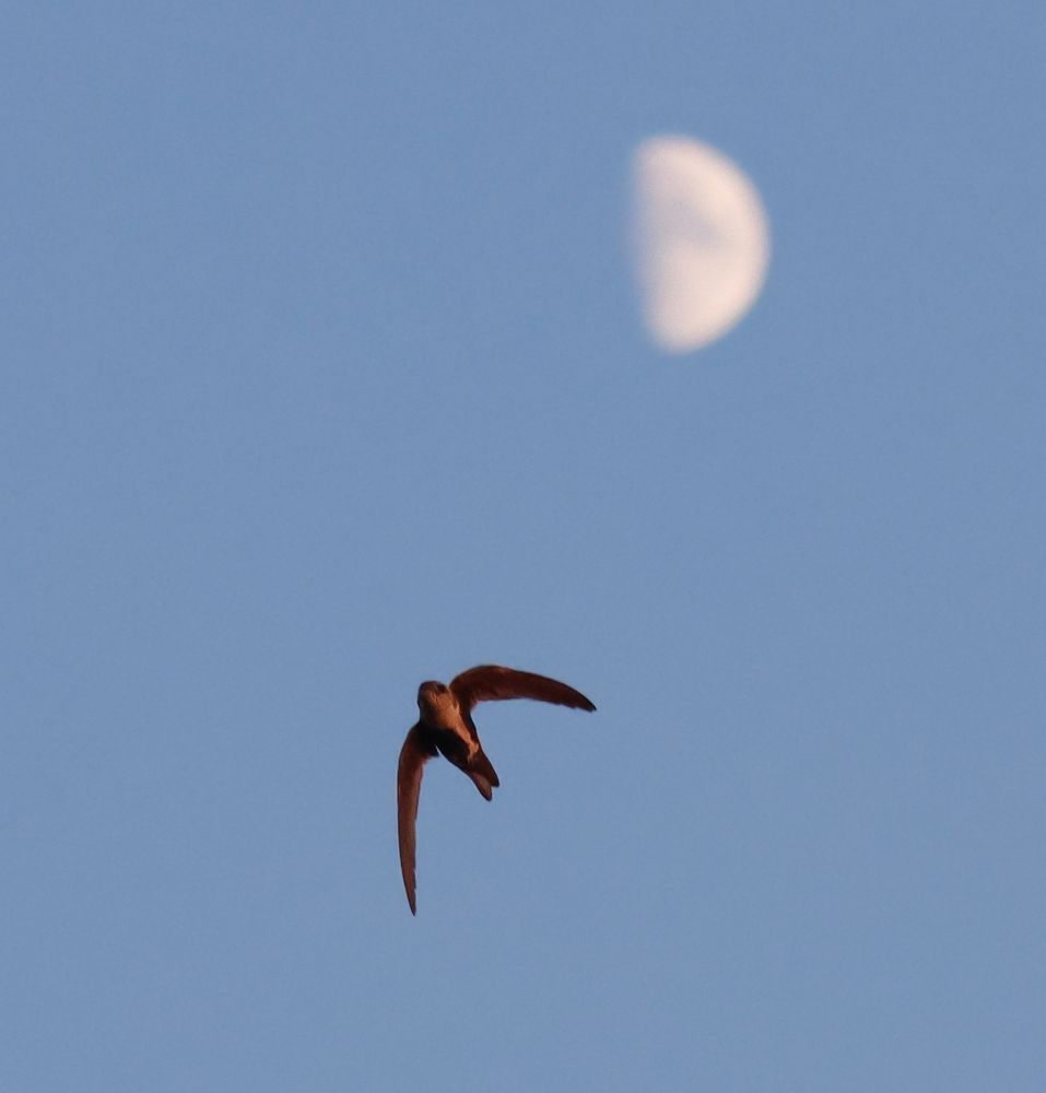White-throated swift cutting across the moon