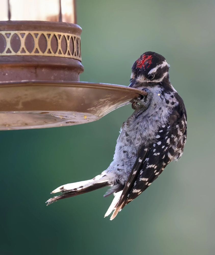 Same guy doing a chinup at the feeder to score a few of the seeds the finches left behind