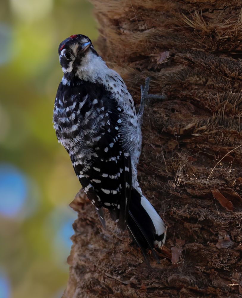 Nutall's Woodpecker pecker clinging to a dwarf palm and looking sweetly more or less in my direction. He let's me hang out by him and take his photo so long as I'm calm
