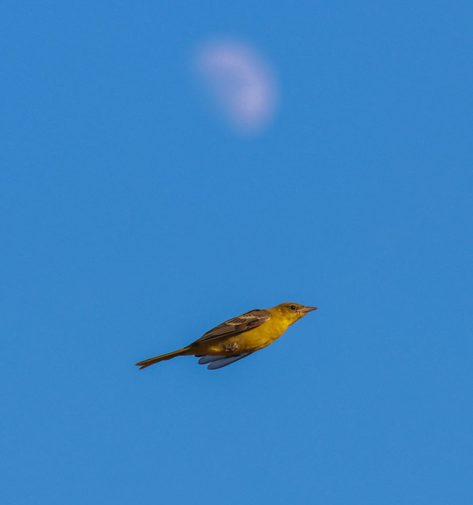 Directly under here, wings back 