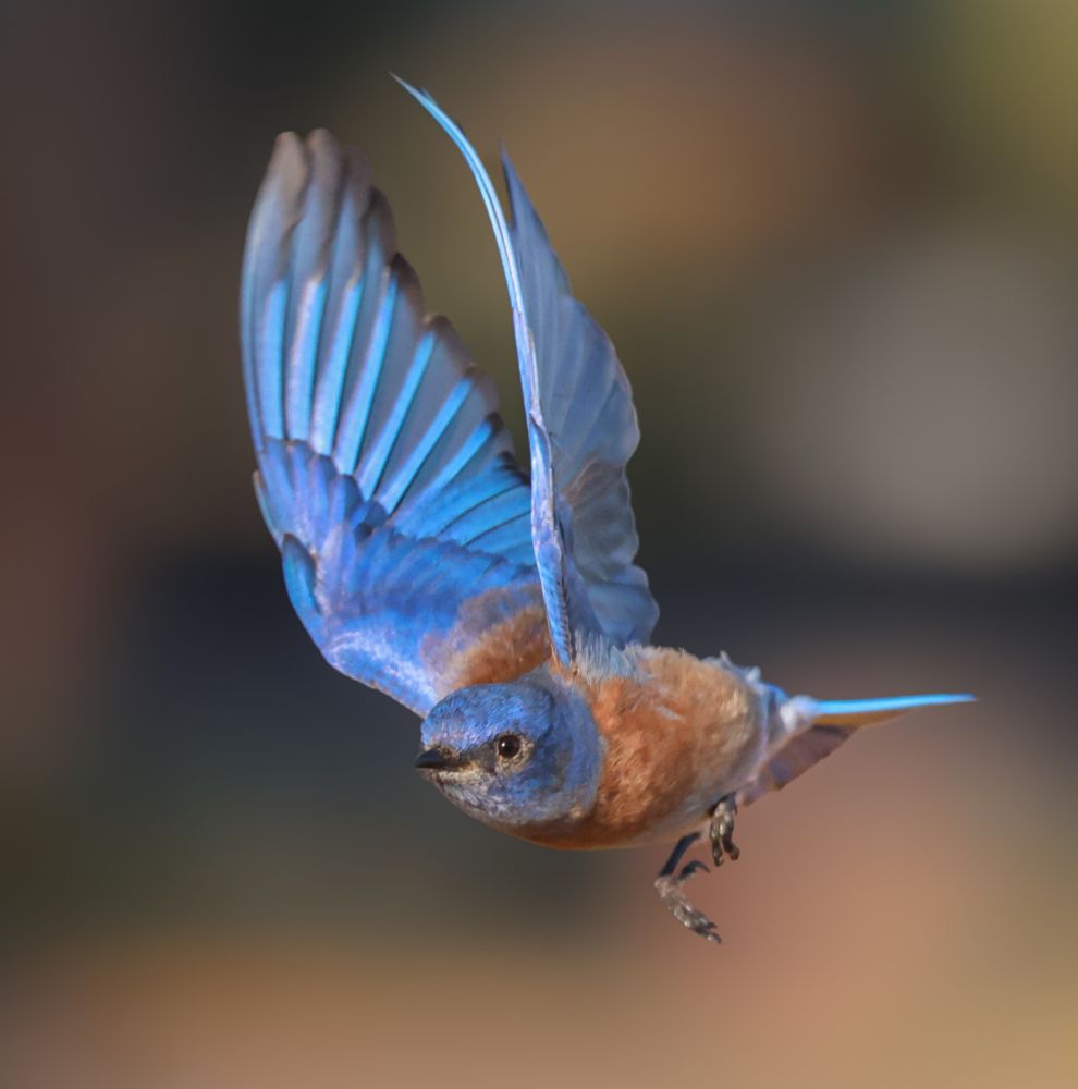 Bluebird of fifty shades of his eponymous color and a smartly contrasting rouge breast taking off