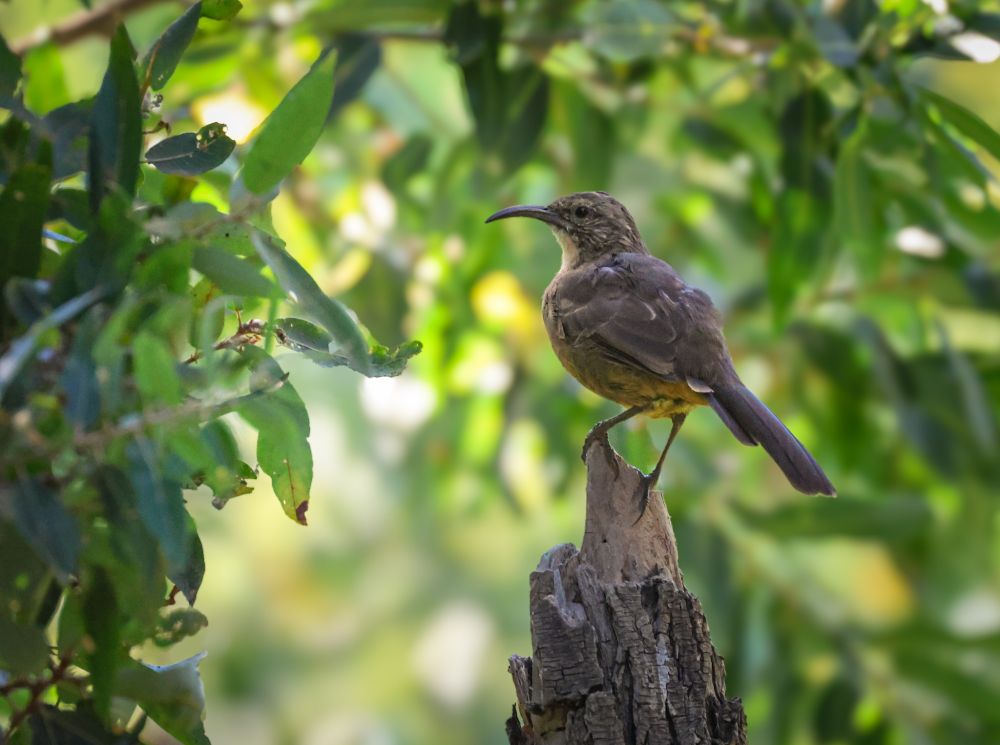 California Thrasher vibing atop a narrowed stump in a dense copse of red willows