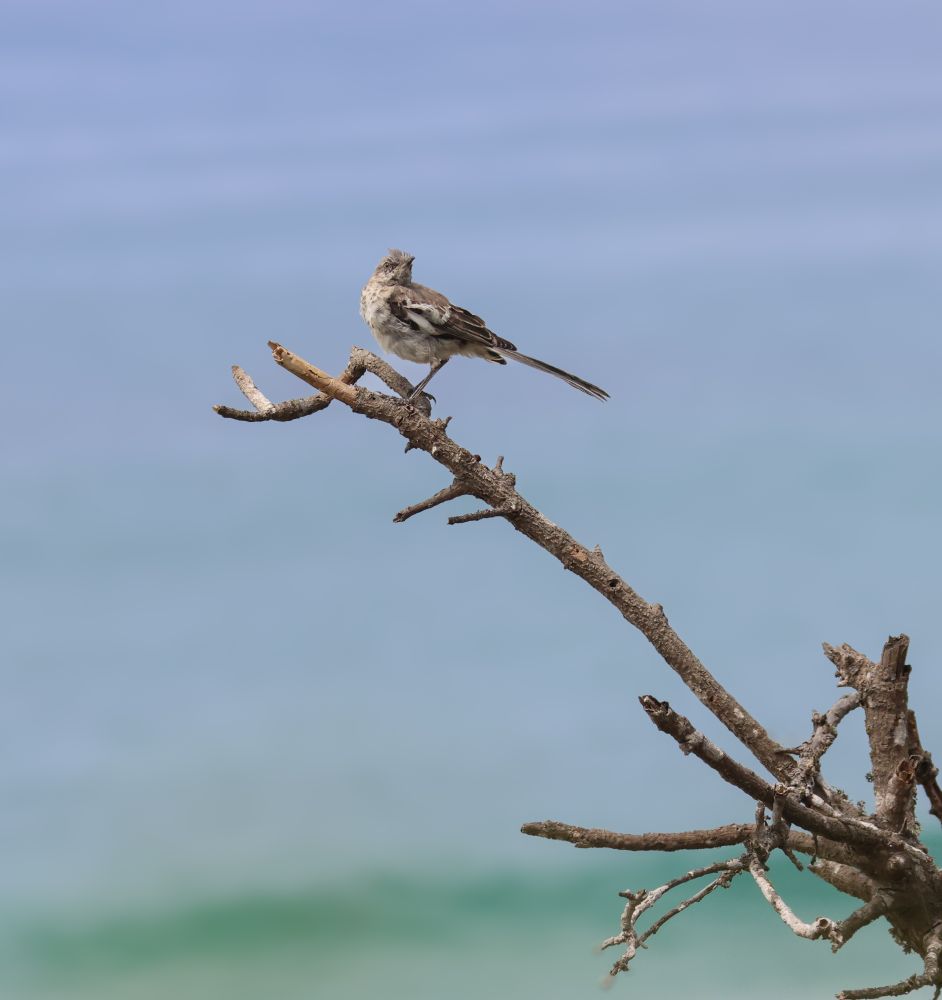 Mockingbird perched on some wrangled stems, the thrumming gray-green sea behind him