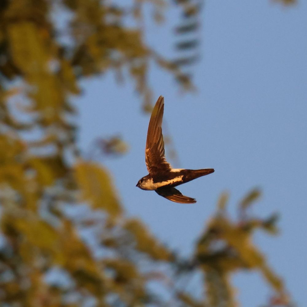 A closer view of a swift passing into a grove of cassia trees