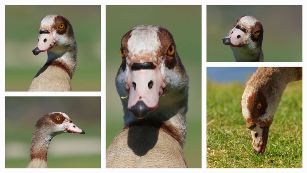 Egyptian Goose making all manner of freaky looks