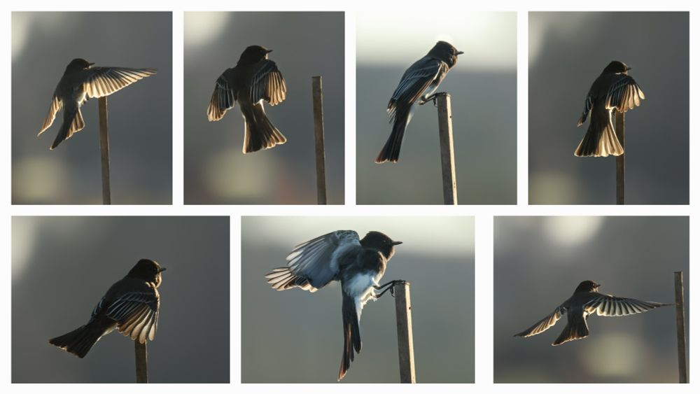 Seven images of a black and white bird looping about a thin post, sunlight showing through their wings 