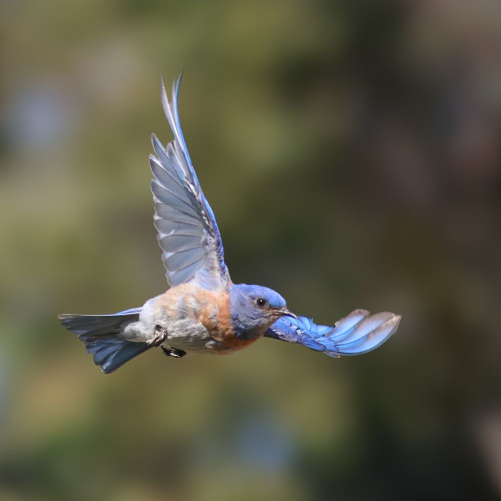 A fraction of a second later, wings fluttering down