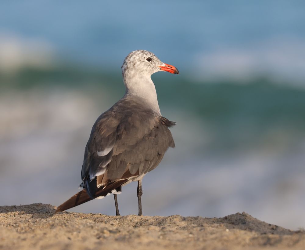 Gull with dark gray back, lighter gray mottled neck and head, and smart red beak. Posed smartly on a sand bank with breaking aquamarine waves in the BG