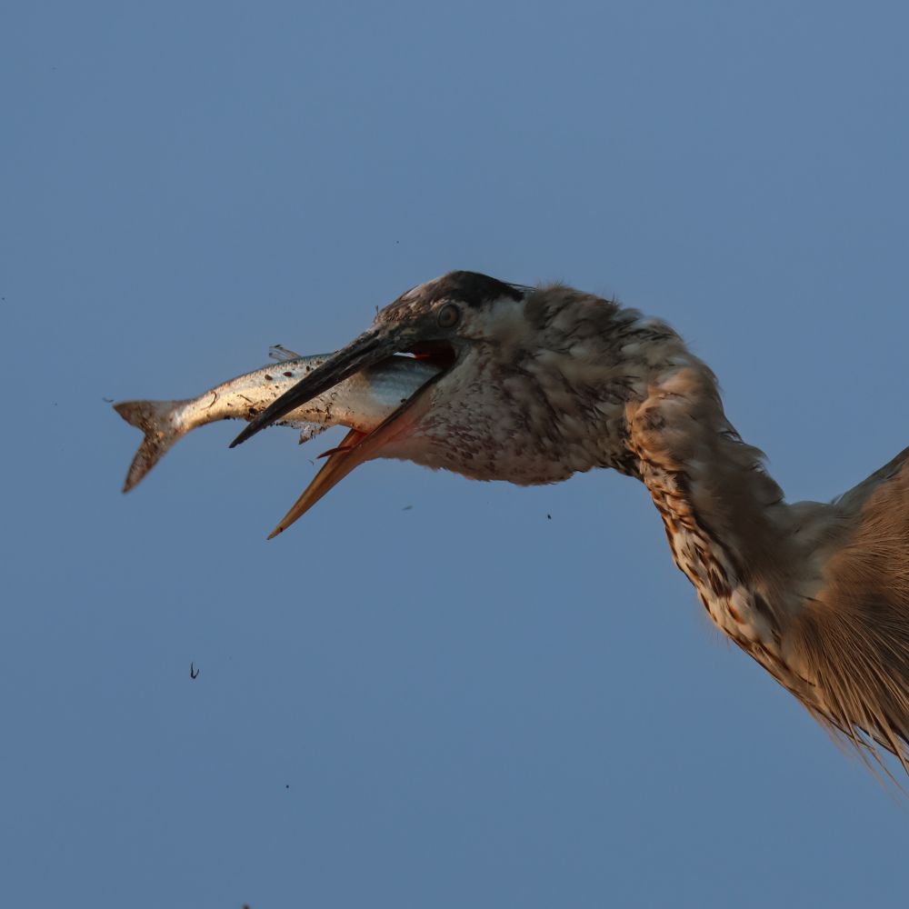 Heron bolting the not small fish in fell swallow, his throat engorged and with a wild primieval look in his eyes