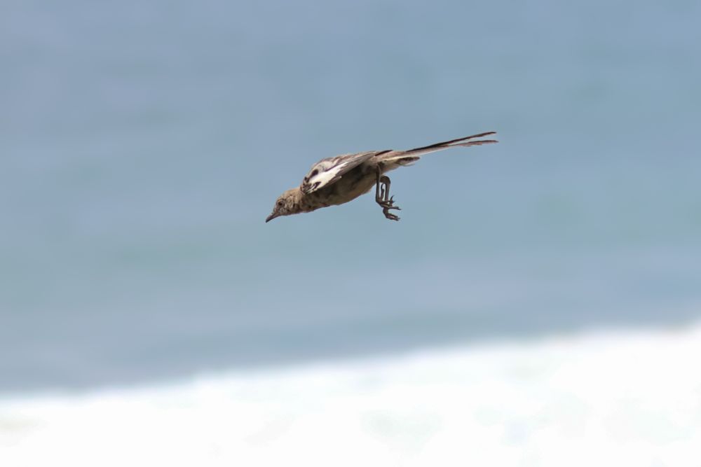 Launching off the stump wings back and wave rolling in behind him