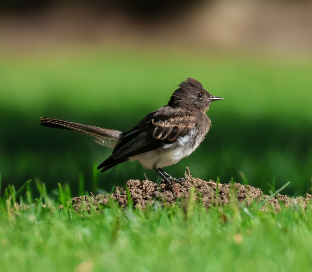 Black phoebe, mid tail-flick, standing on a dirty root in an otherwise very grassy knoll