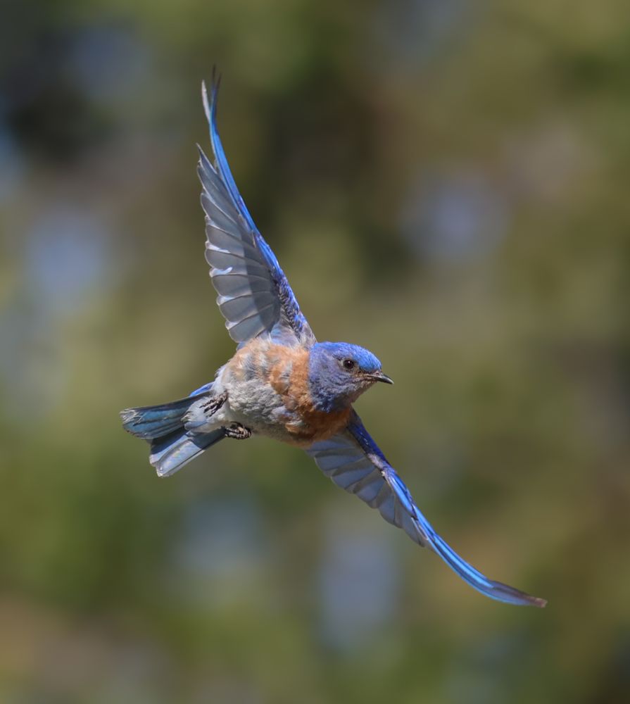 Bluebird taking off and cutting left, blues sparkling in the light