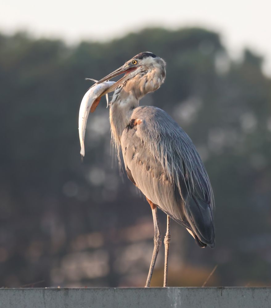 Big ol GBH with a fairly sizable fish hanging from his capable beak. He's standing on some dock shed with looming eucalyptus in the BG