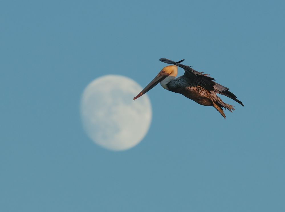 Brown Pelican—but with gray plumage now, and a white neck and pate pelican—gliding by tonight's waxing gibbous moon