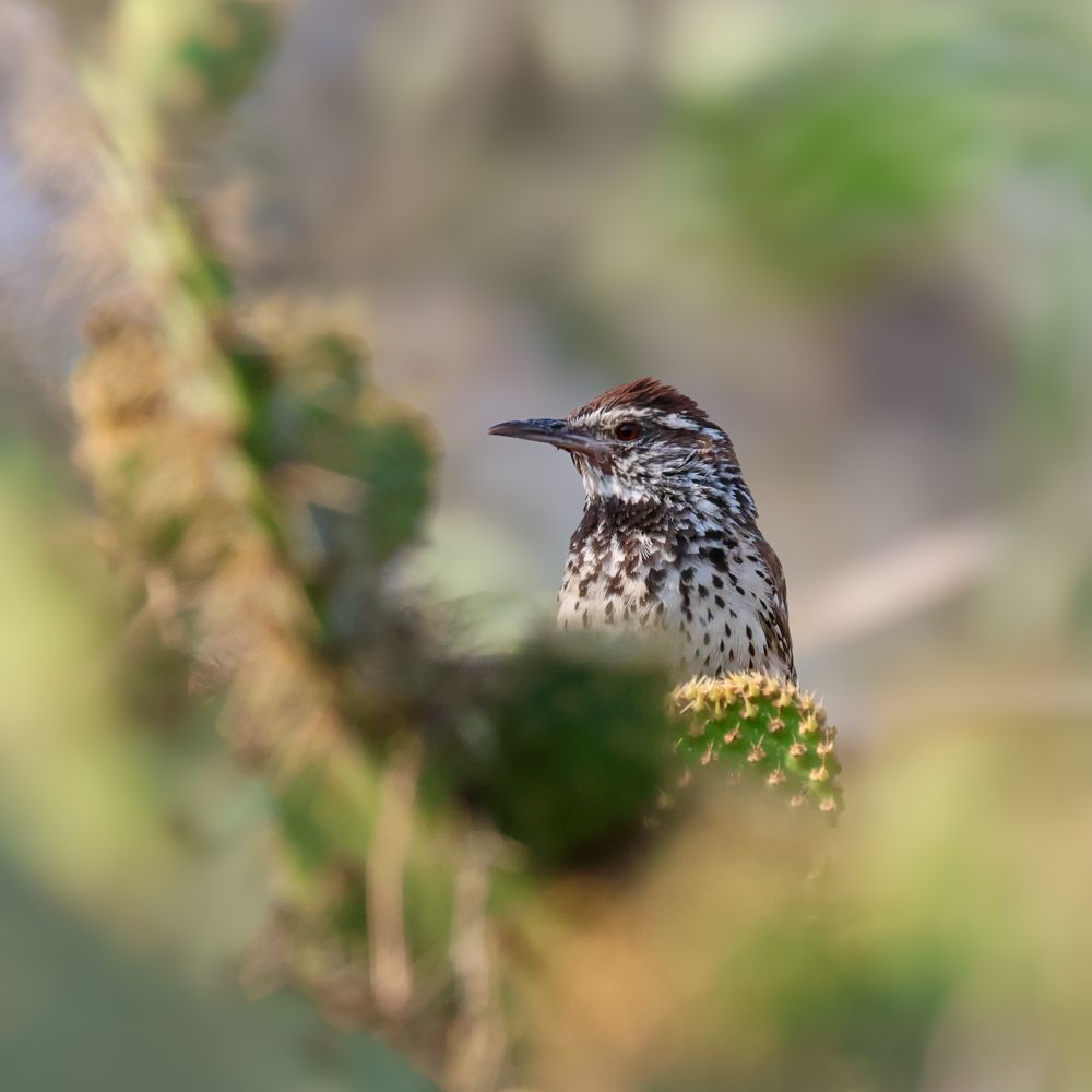 Largish wren with cool dappled bronze and beige patterning showing up clear in a chaos of pricklypear cacti