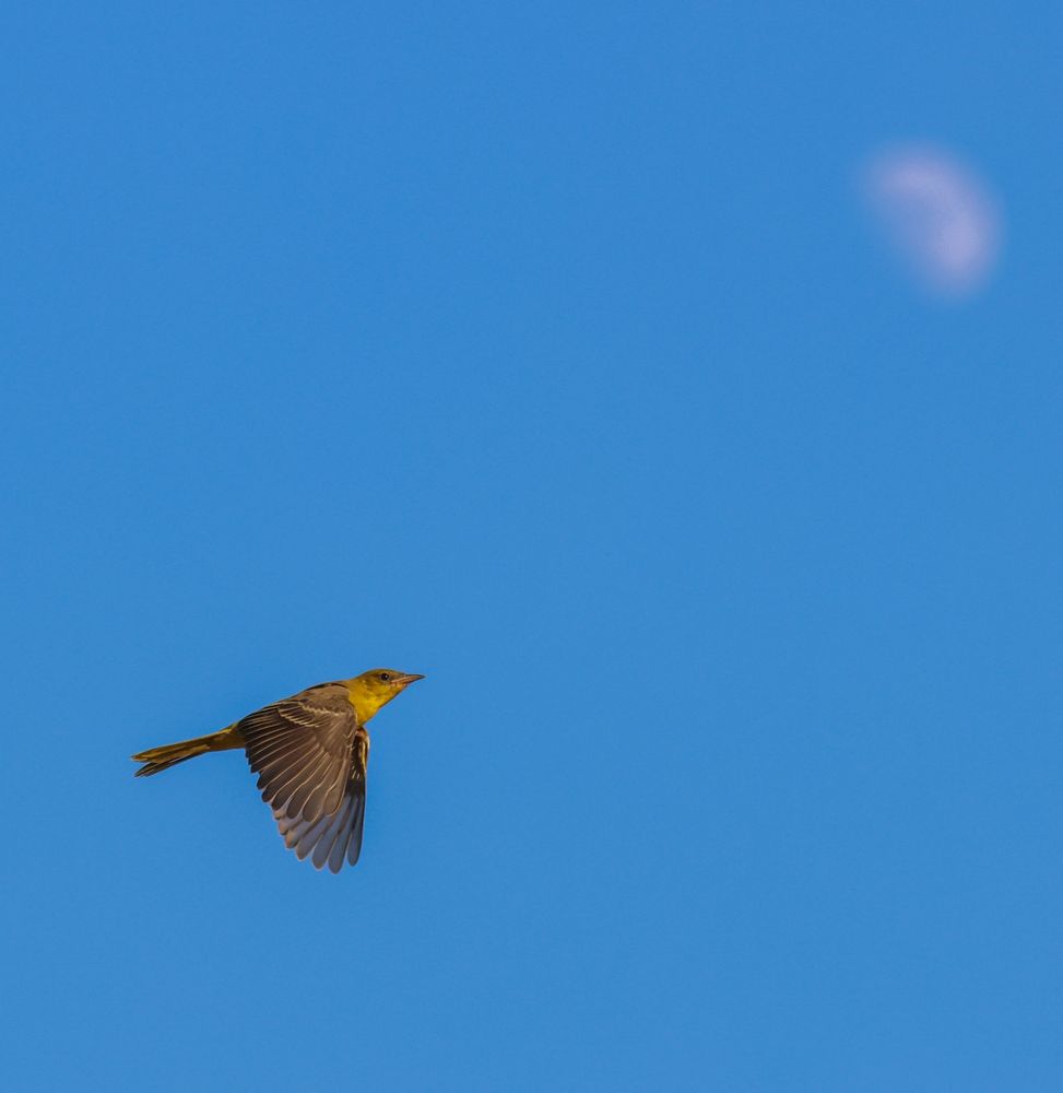Yellow oriole youngster gliding toward tonight's waxing gibbous