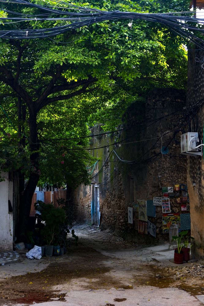 A street scene in stonetown, Zanzibar. A dirt road between old buildings disappears into shade, as the road and surroundings are covered by a lush green tree growing alo gside the road on the right hand side.