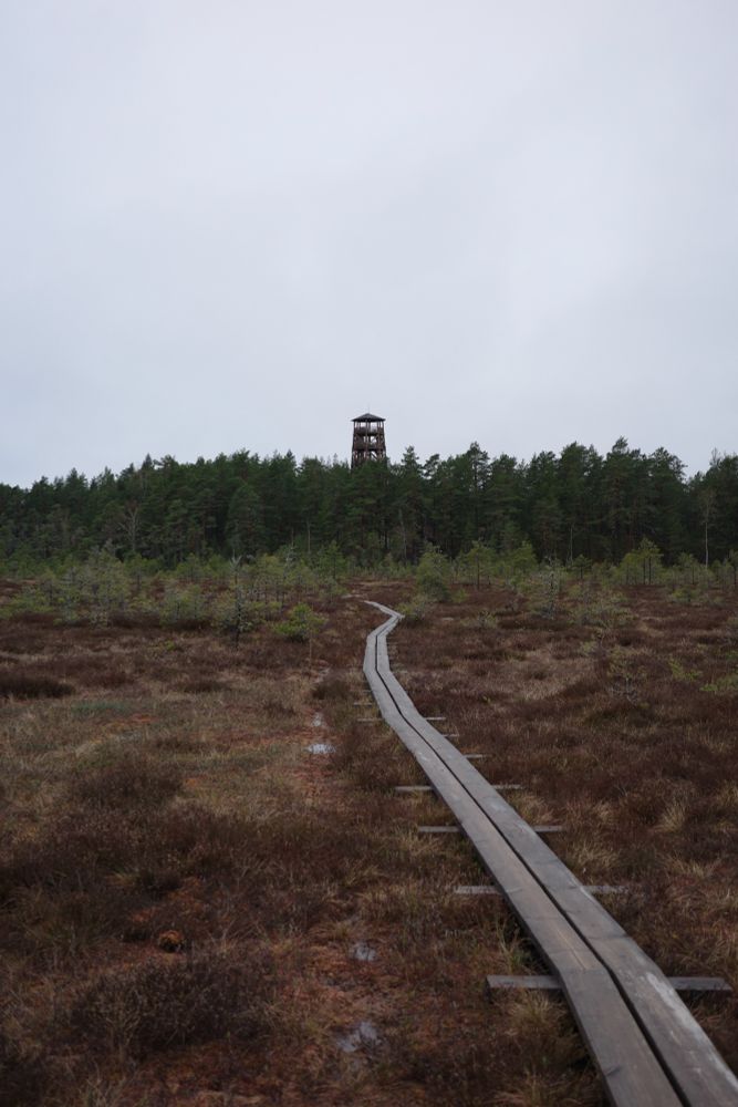A board walk over a bog towards a pine forest and viewing tower