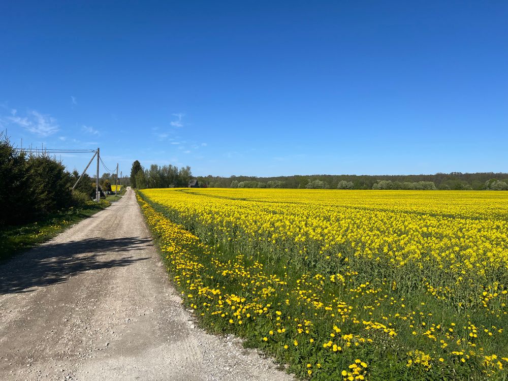 Overlooking a field of oilseed rape, with a long gravel road along the side 