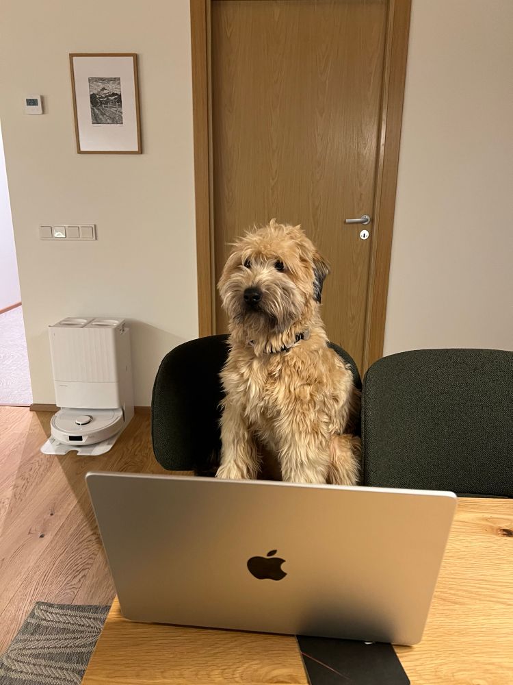 A dog sitting in front of a MacBook Pro