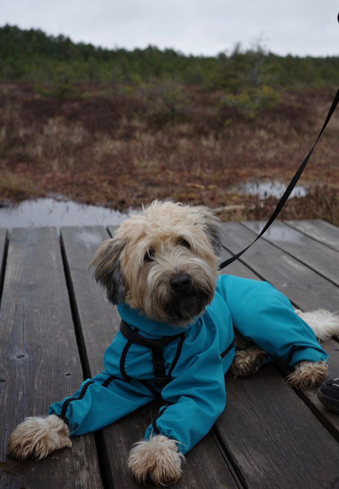 A wheaten terrier in a blue waterproof