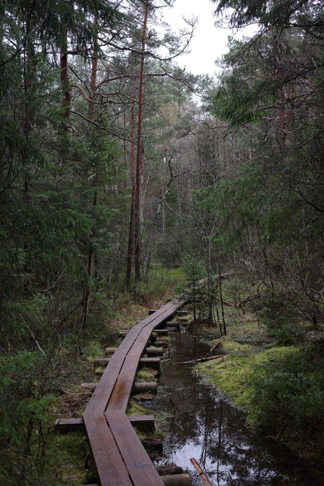 A boarded walk over a wet bog amongst pine trees 