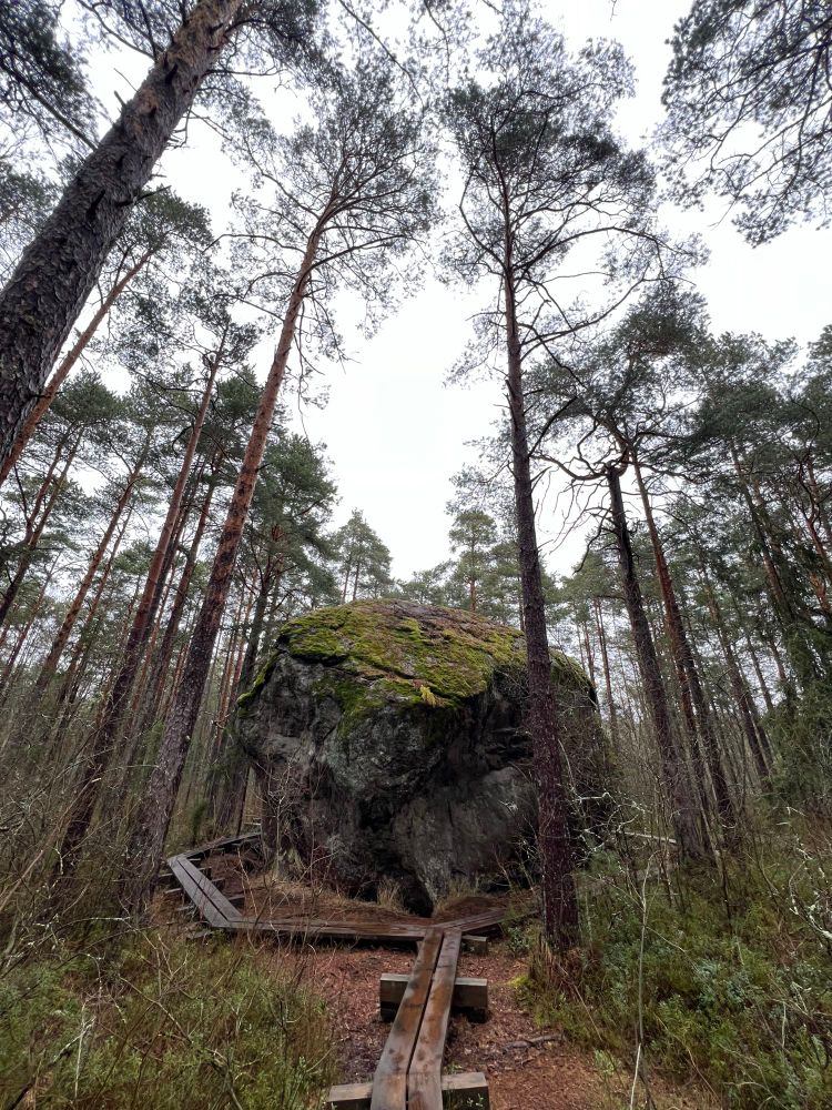 A fat-ass boulder amongst pine trees