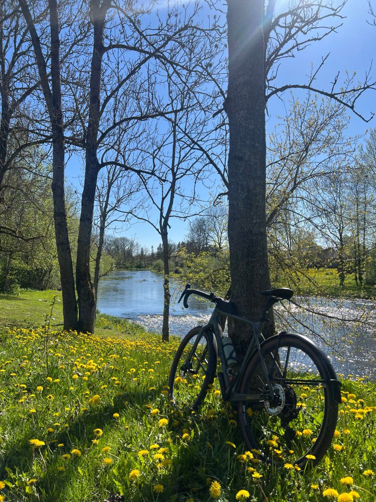 A bike parked up to a tree overlooking a lush river, lined with dandelions 