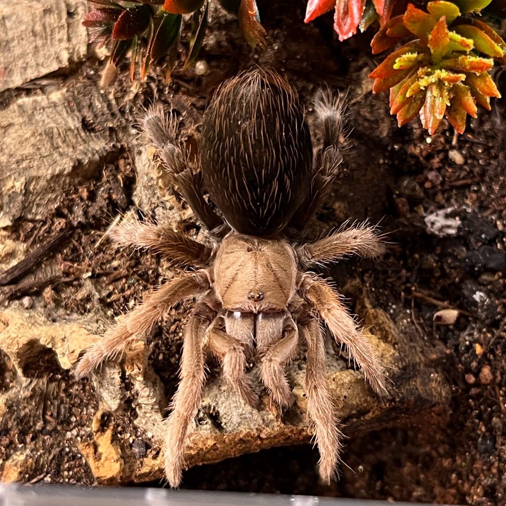 A photo from above of a juvenile tan and dark brown/black tarantula from above in her enclosure. Her pedipalps are tucked closely to her chelicerae, and she is paused. Her cephalothorax is tan and her last set of legs and abdomen are dark brown to black.