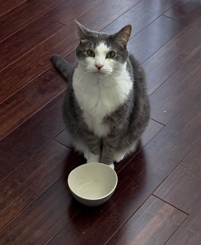 A small grey and white cat standing in front of an empty food bowl. She is attempting to communicate that she would like some wet food

She received wet food after this picture was taken so please don’t give her more