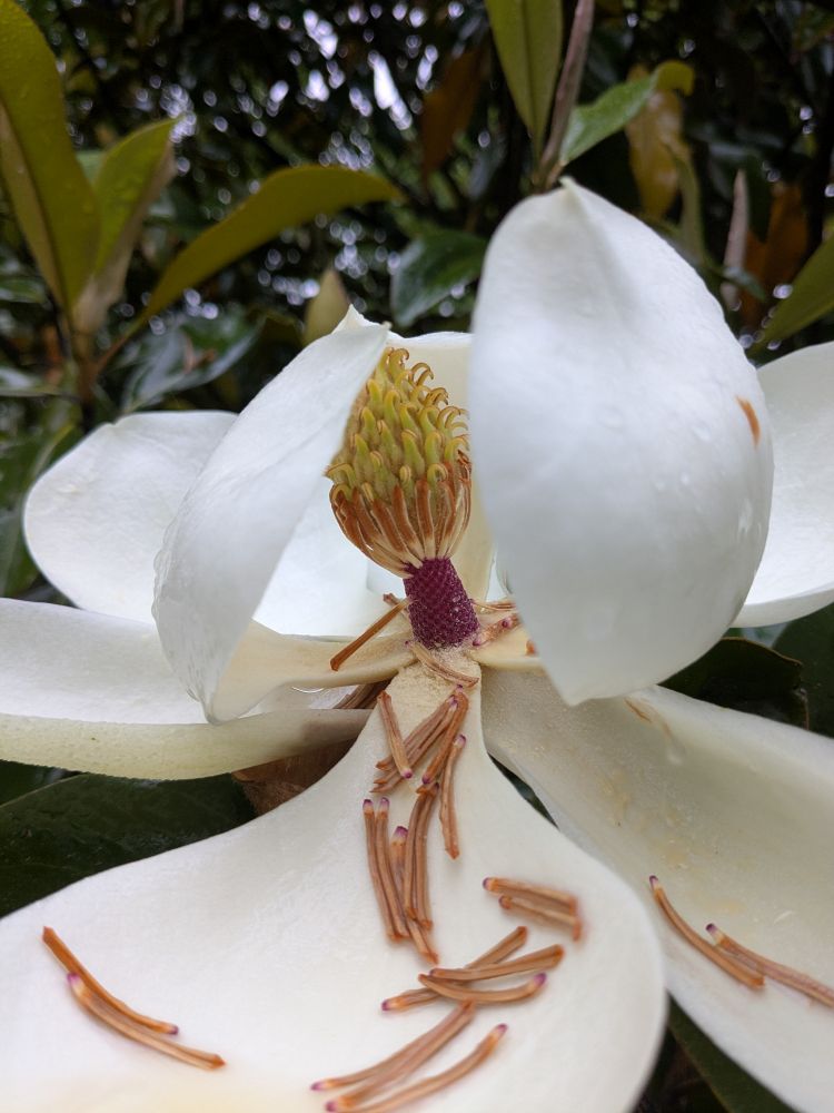 A side view of an open white magnolia bloom that has begun to shed bits and pieces in the rain