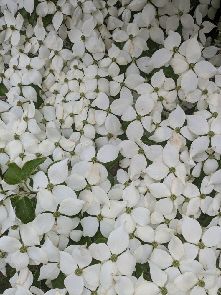 A photograph packed with white four-petaled dogwood blossoms