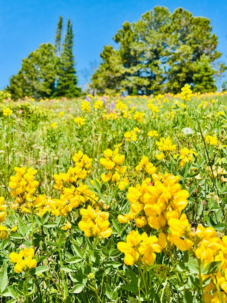 A mountain meadow filled with yellow Thermopsis.