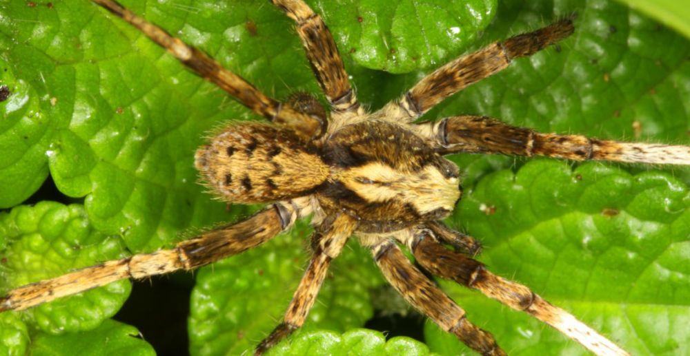 New group of spiders named after David Bowie and his back catalogue