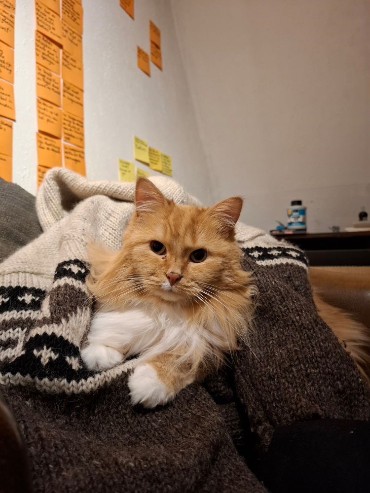 Orange cat getting hugged by an empty vest.