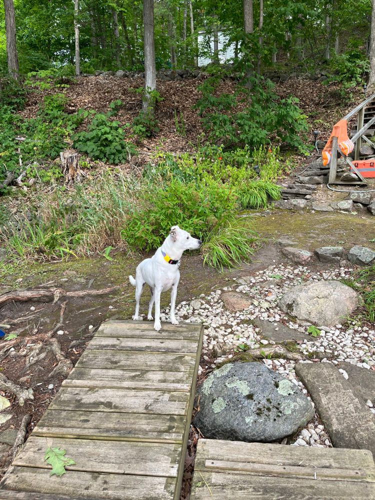 White dog on a dock surrounded by rocks and scrub greenery 