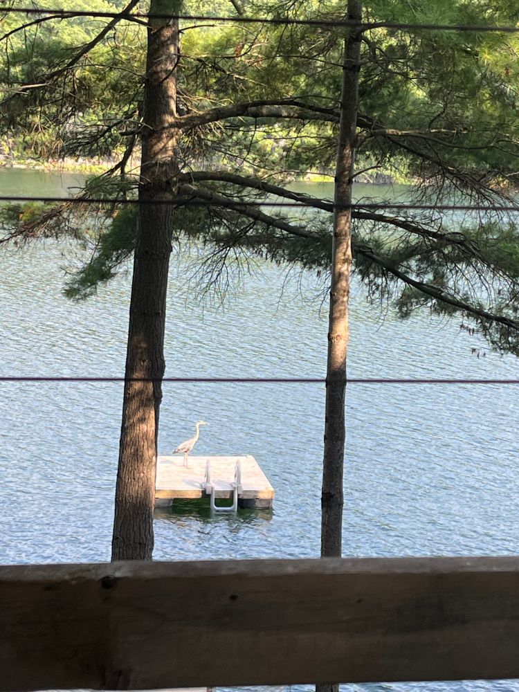 A (blue?) heron temporarily stationary on a small swimming dock in the middle of a lake, spied between two tamaracks.