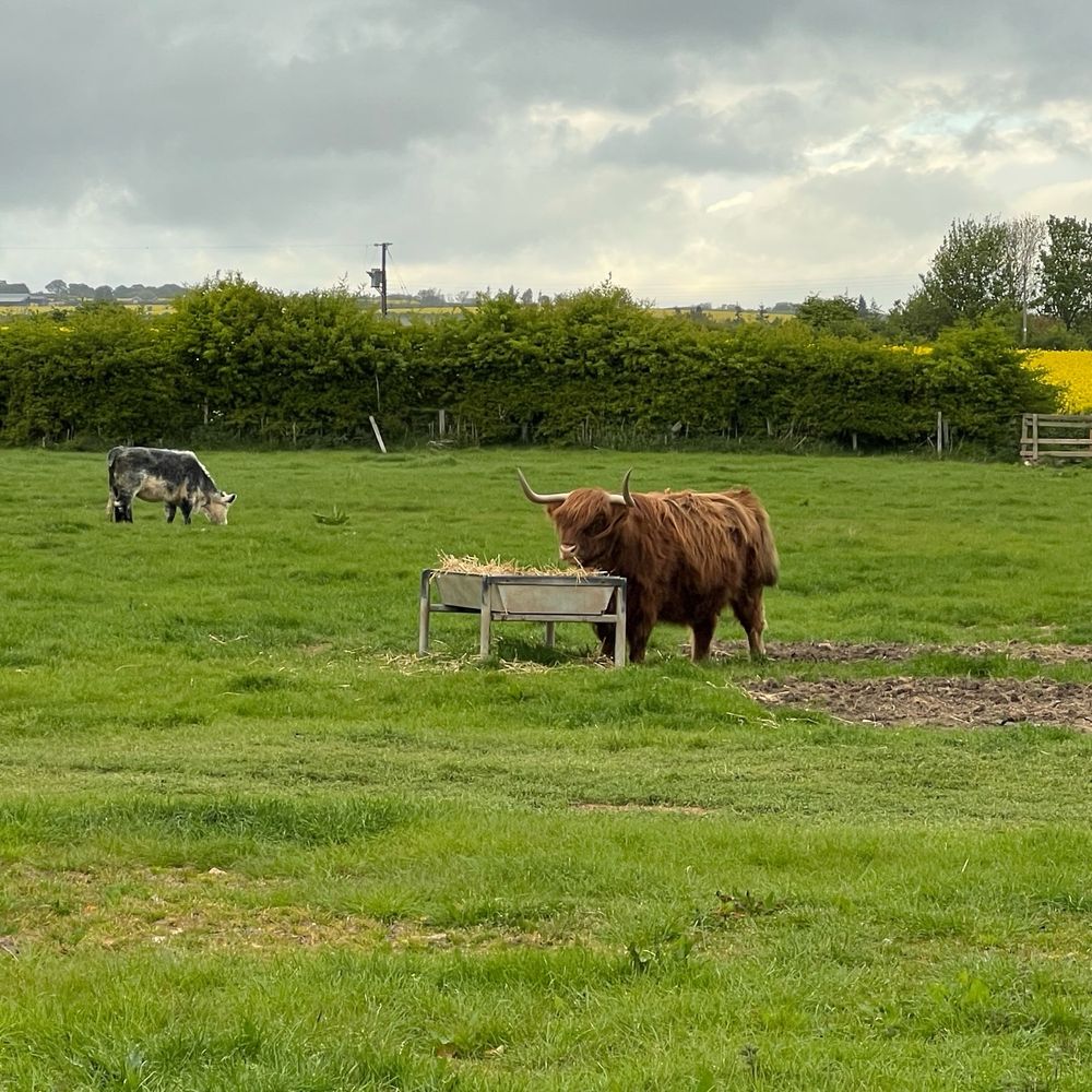 A rural field scene under a cloudy sky shows a Highland cow with long horns and shaggy brown fur eating from a hay feeder in the foreground. In the background, another cow grazes near a hedge, with bright yellow fields of rapeseed blooming beyond the greenery. The setting is calm and pastoral, with wooden fences and distant trees visible along the horizon.