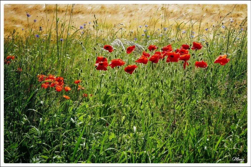 Bildbeschreibung: 
Rote Mohn- und blaue Kornblumenblüten am Feldrand.