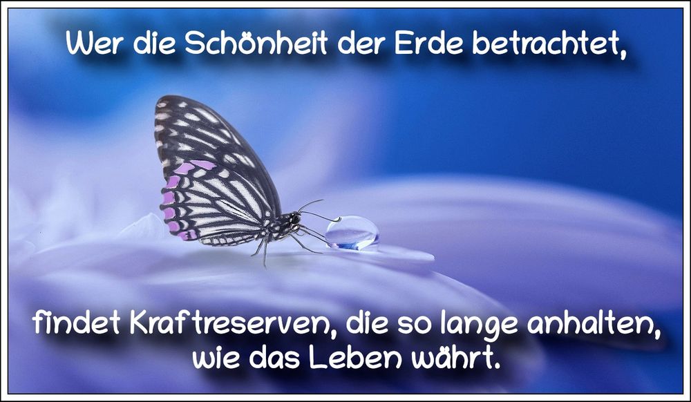 Bildbeschreibung: 
Ein Schmetterling auf einem violetten Blütenblatt an einem Wassertropfen vor blauem Hintergrund. Auf dem Bild ein Zitat der US-amerikanischen Zoologin, Biologin, Wissenschaftsjournalistin und Sachbuchautorin, Rachel Carson.