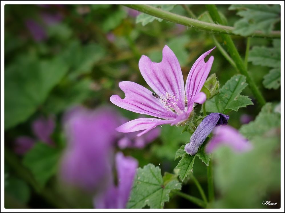 Bildbeschreibung: 
Nahaufnahme der violetten Blüte einer wilden Malve.