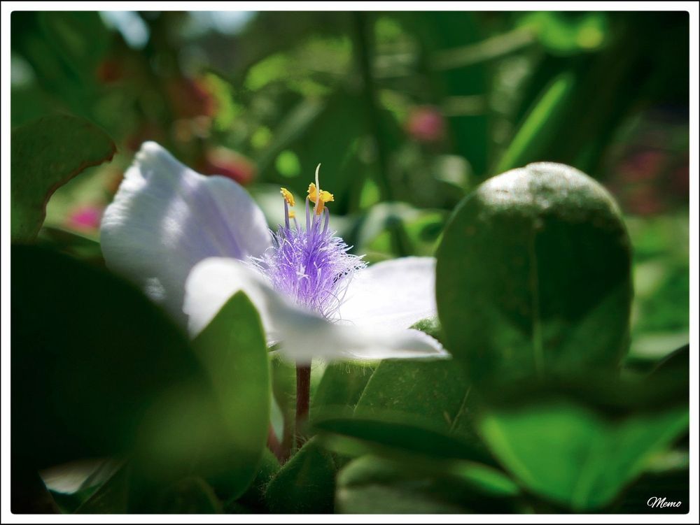 Bildbeschreibung:
Die violetten Staubgefäße und weißen Blütenblätter einer Tradeskantie.