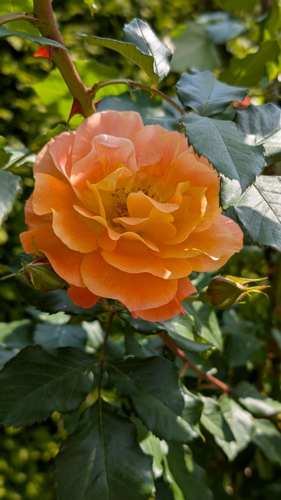 Rose - Gold Else - Blüte im Bild