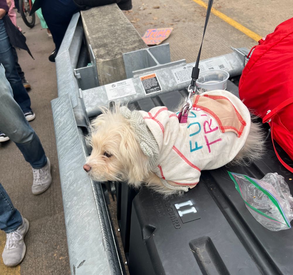 A small white dog that is watching protesters stream by on the Hawthorne Bridge. The dog wears a sweatshirt with the words “FUCK TRUMP” handwritten on the back. 