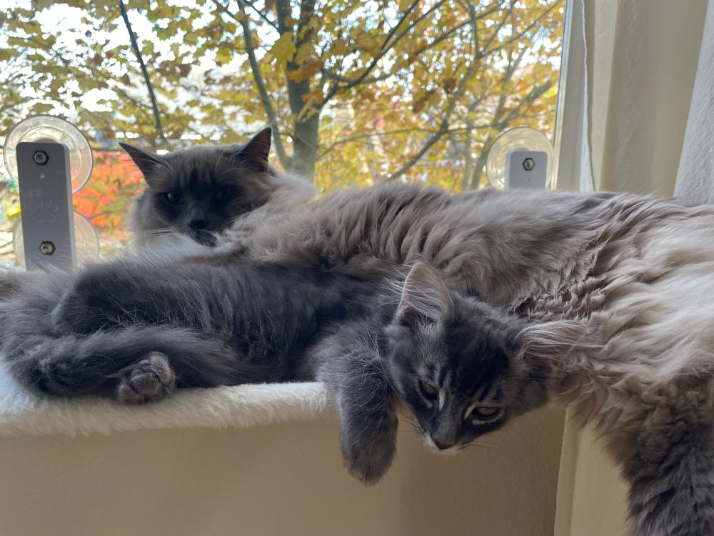 Bruno grey cat and Pearl Birman cat 