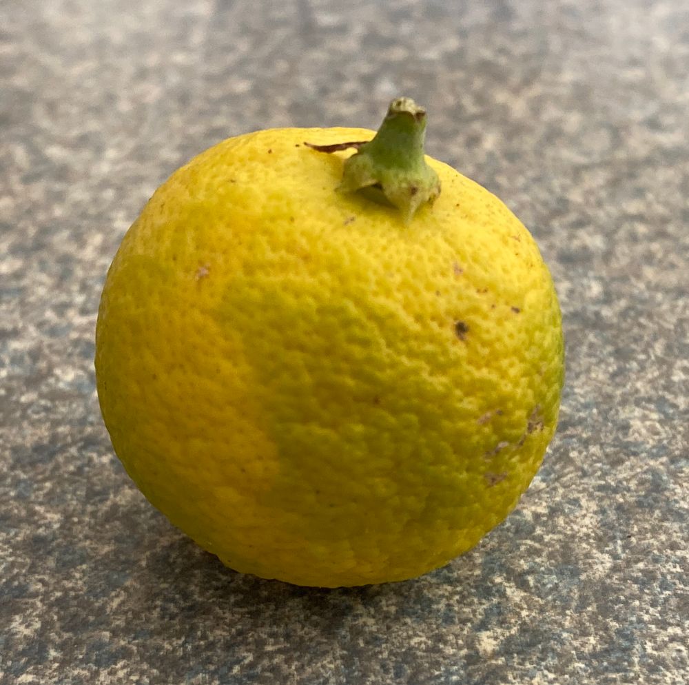A yellow-green citrus fruit. I should have put a coin in the picture for scale, but it’s about an inch across.