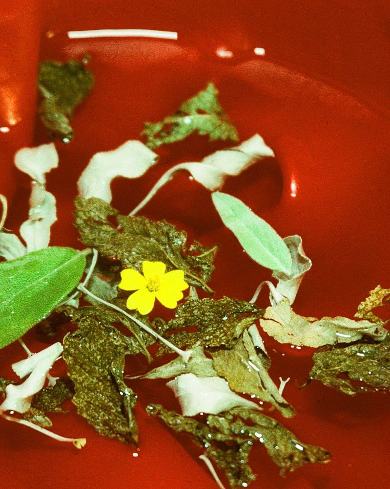 An assortment of dried and fresh leaves, flowers, and red fabric float on and in water. 