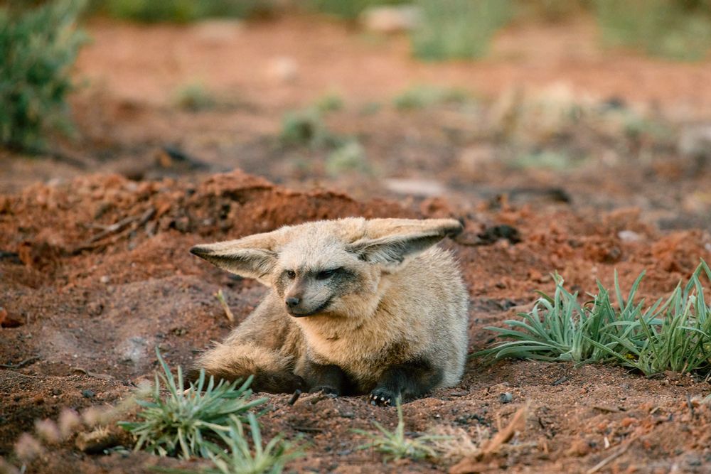 A bat eared fox inspecting its surroundings

Sony A1 ii, Sony 300mm f/2.8 GM + 2x TC - 1/800s, f/5.6, ISO1200