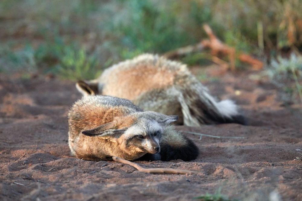 Two bat eared foxes sleeping

Sony A1 ii, Sony 300mm f/2.8 GM + 2x TC - 1/800s, f/5.6, ISO1200
