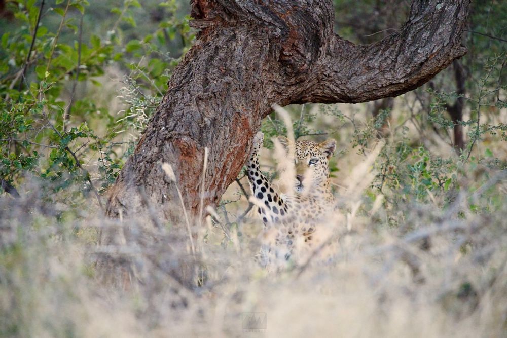 A photo of a leopard scratching up on a tree

Sony A1 ii, Sony 300mm f/2.8 GM + 2x TC - 1/1000, f/5.6, ISO800